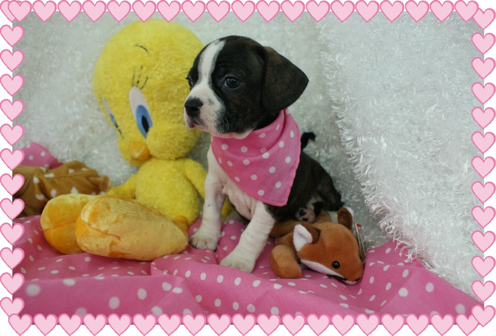 Jasmine Boggle Rockin R Puppies